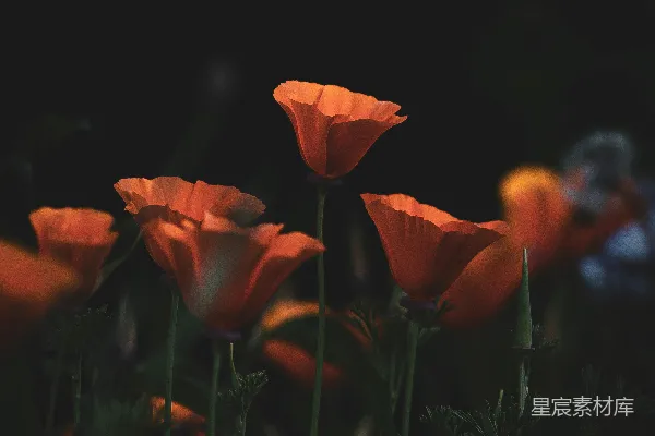 高清摄影 夜晚的罂粟花