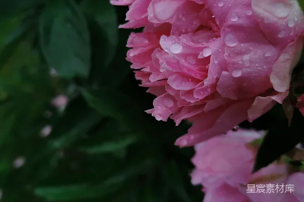 高清摄影 雨后牡丹