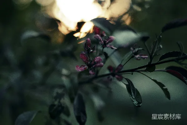 高清摄影 夕阳下的花朵