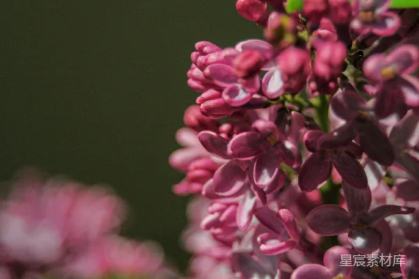 高清摄影 紫色丁香花特写