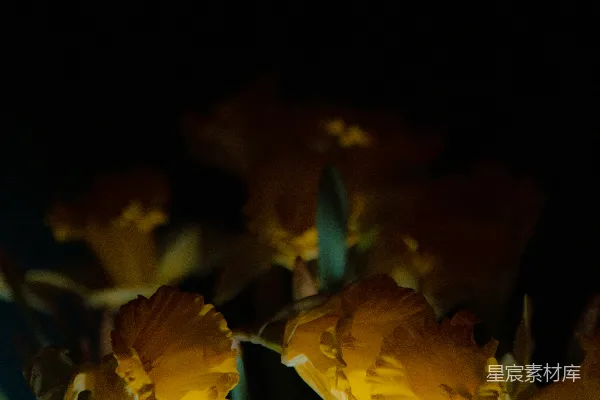 高清摄影 夜色中的黄色花朵