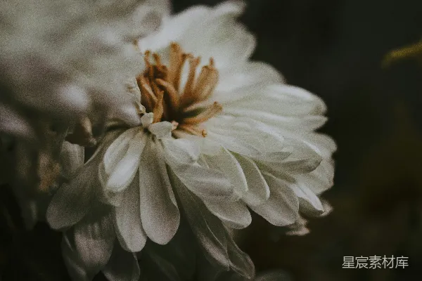 高清摄影 洁白绽放的花朵