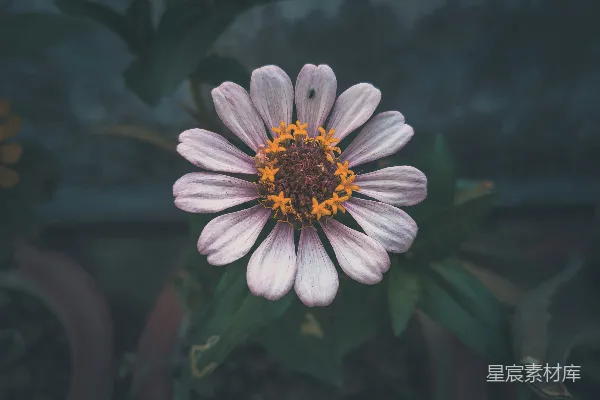 高清摄影 淡紫色的雏菊特写