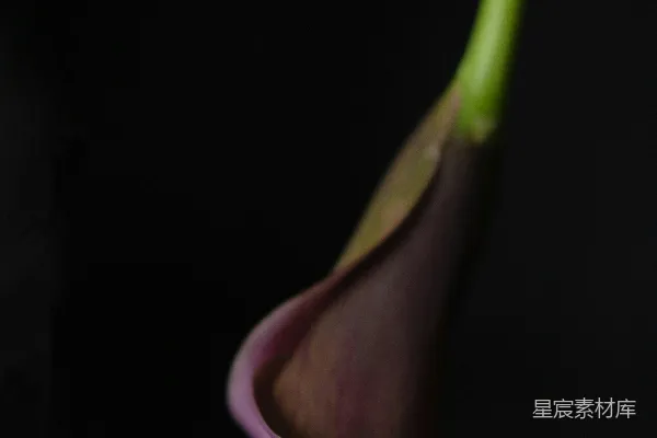 高清摄影 紫色马蹄莲在黑色背景下的优雅