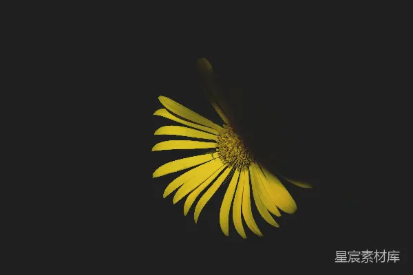 高清摄影 静谧中的黄色雏菊