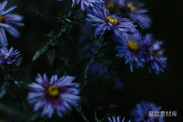 高清摄影 紫色花朵的夜晚