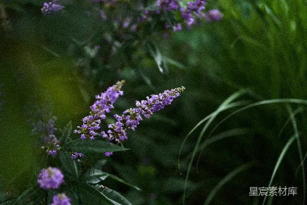 高清摄影 雨后紫色花丛