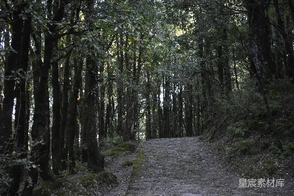 高清摄影 森林中的石板路