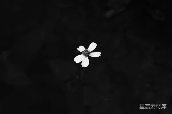 高清摄影 黑白花影