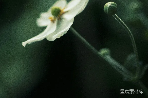 高清摄影 幽静的白色花朵