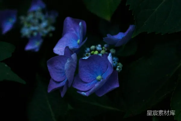 高清摄影 幽暗中的紫色绣球花