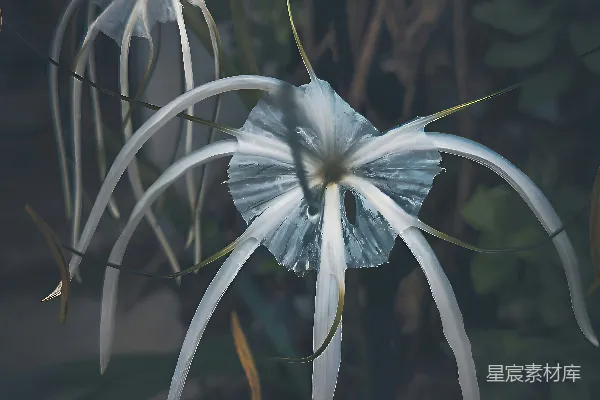 高清摄影 晨露中的蜘蛛花