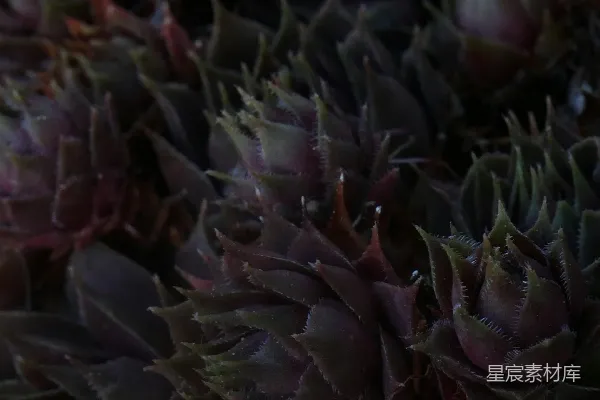 高清摄影 夜晚的多肉植物
