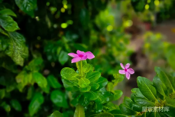 高清摄影 雨后盛开的紫红色花朵