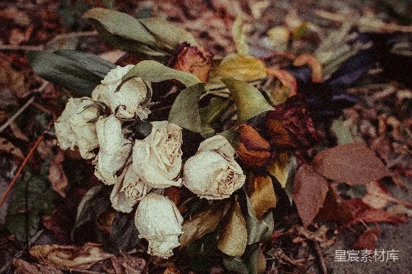 高清摄影 枯萎的玫瑰