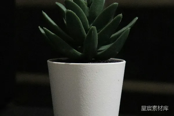 高清摄影 简约绿植与白色花盆