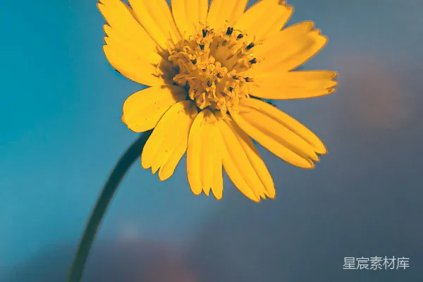 高清摄影 手持黄色花朵的宁静时刻