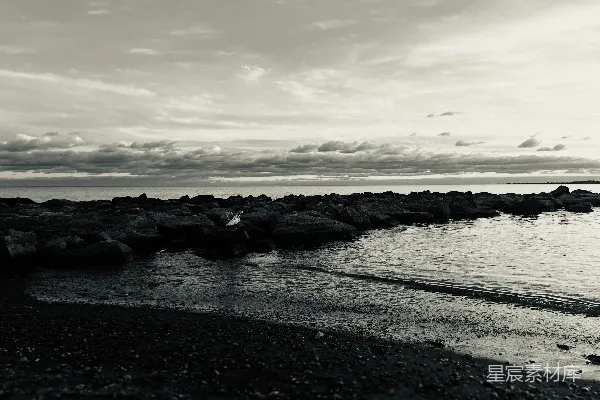 高清摄影 海岸上的孤独之鸟