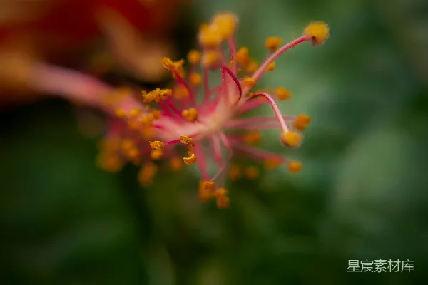 高清摄影 粉色花蕊的特写