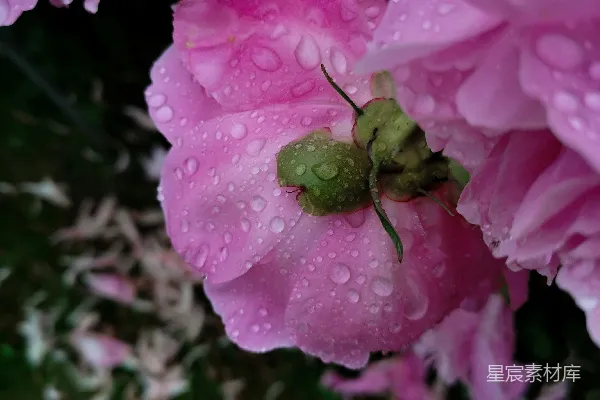 高清摄影 雨后粉色牡丹花