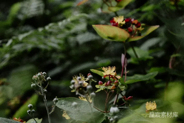 高清摄影 绿意盎然的自然小景