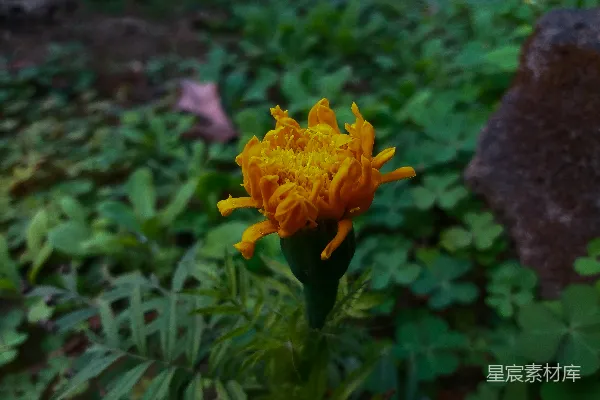 高清摄影 金黄色花朵的特写