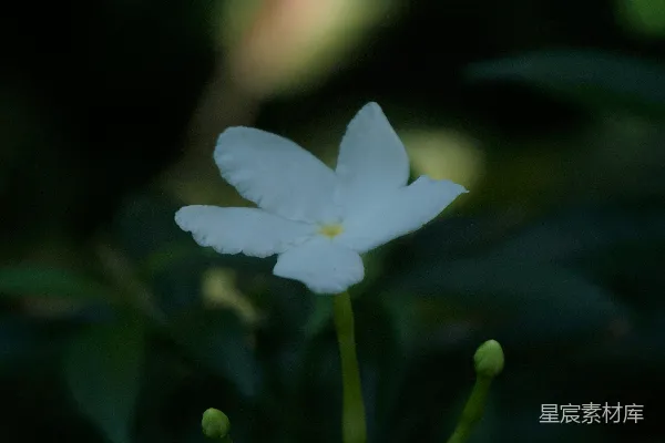 高清摄影 幽静的夜色中的茉莉花