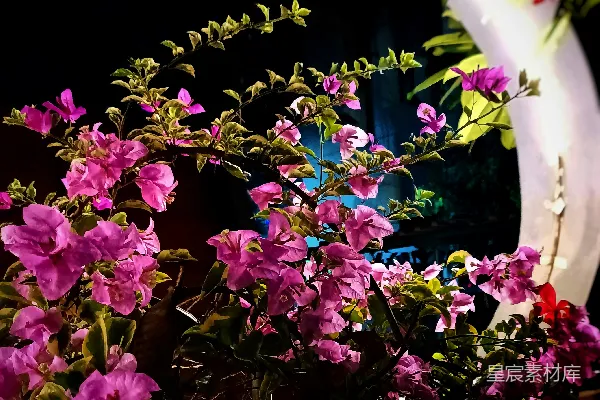 高清摄影 夜晚的月光与花影