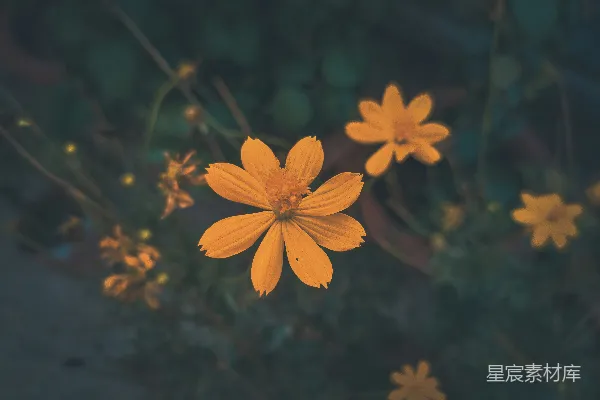 高清摄影 秋日里的黄色花朵