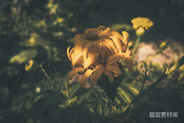 高清摄影 夕阳下的金黄色花朵