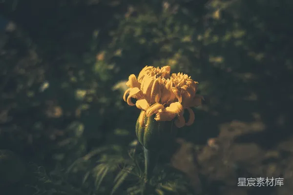 高清摄影 阳光下的黄色雏菊