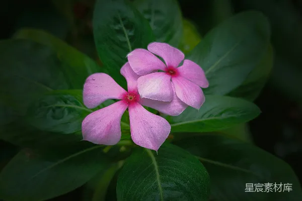 高清摄影 粉色长春花