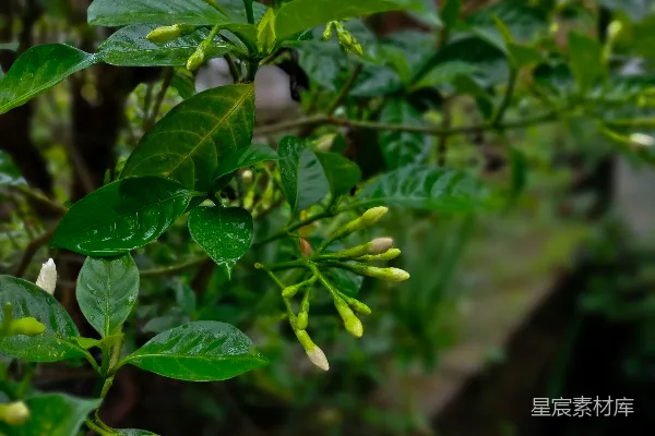 高清摄影 雨后清新的茉莉花