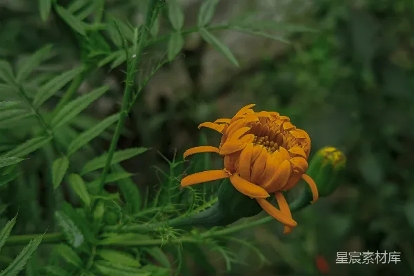 高清摄影 橙色花蕊的美丽绽放