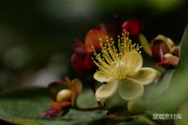 高清摄影 黄色花朵与昆虫的自然亲密