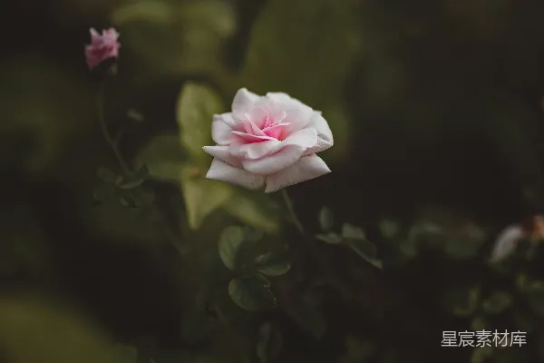 高清摄影 淡粉色的玫瑰花