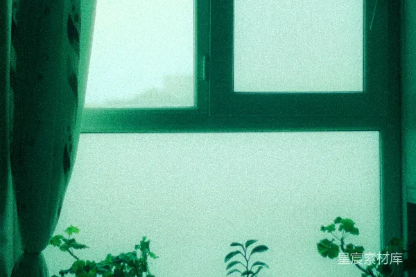 高清摄影 窗台上的绿植
