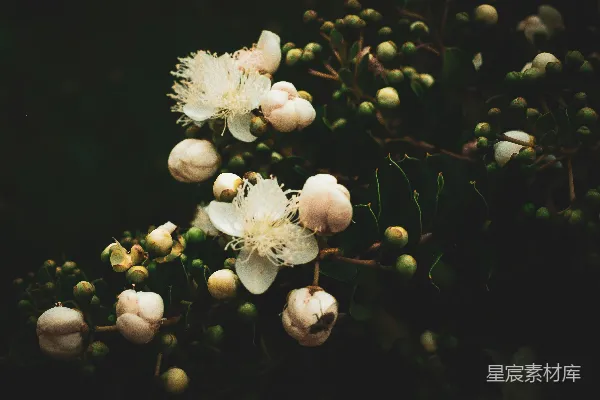 高清摄影 白花与花蕾的静谧时光