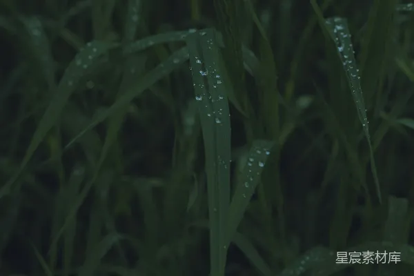 高清摄影 晨露中的绿草