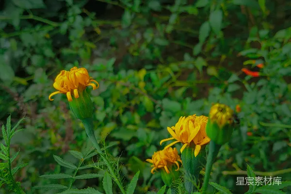 高清摄影 盛开的金盏花