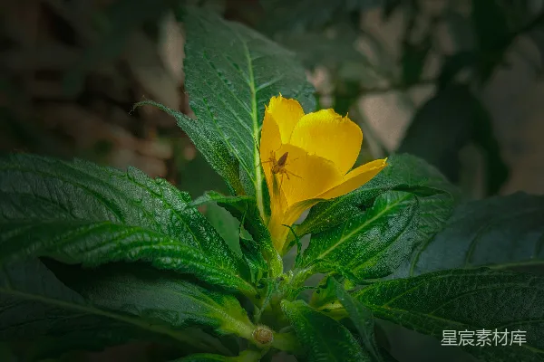 高清摄影 黄色花朵上的蜘蛛