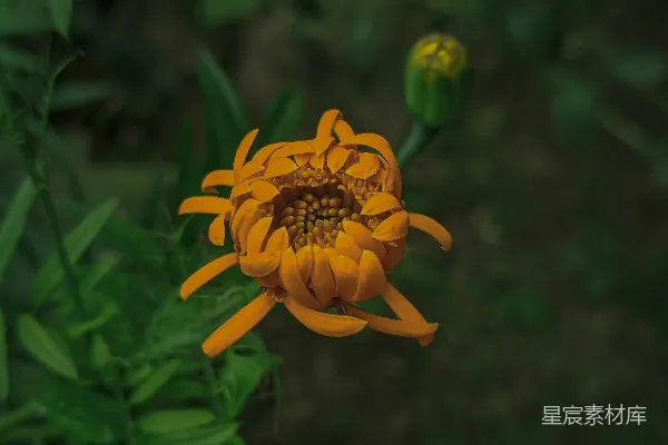 高清摄影 绽放的橙色花朵