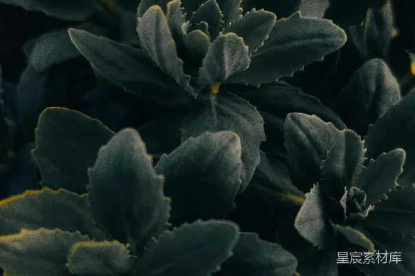 高清摄影 深绿色植物特写