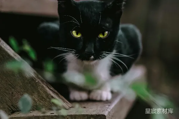 高清摄影 黑猫守望