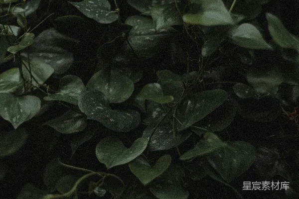 高清摄影 深绿色的藤蔓植物