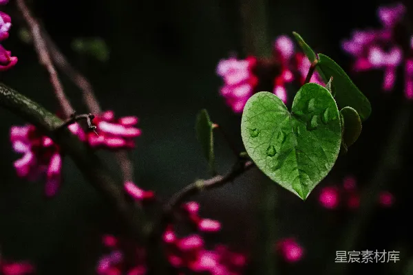 高清摄影 心形绿叶与粉花
