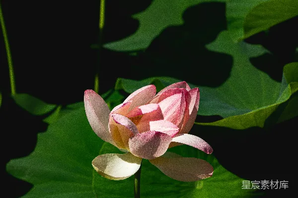 高清摄影 阳光下的莲花