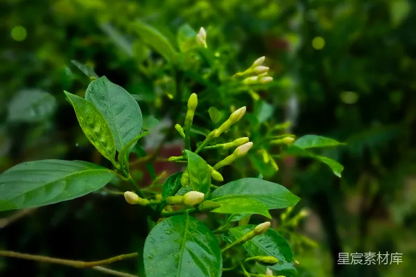高清摄影 雨后清新的茉莉花