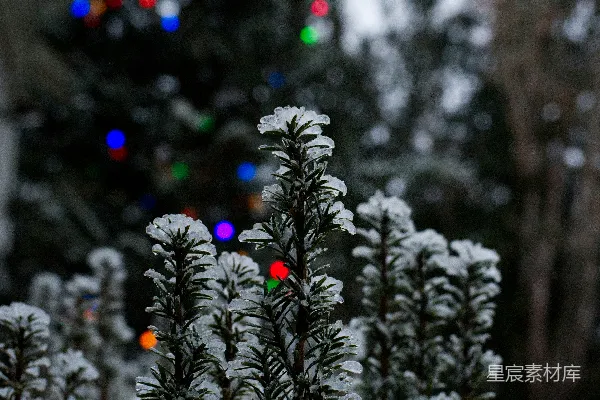 高清摄影 冬夜的雪景与闪烁的彩灯