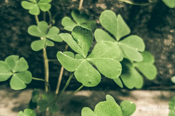 高清摄影 绿意盎然的三叶草